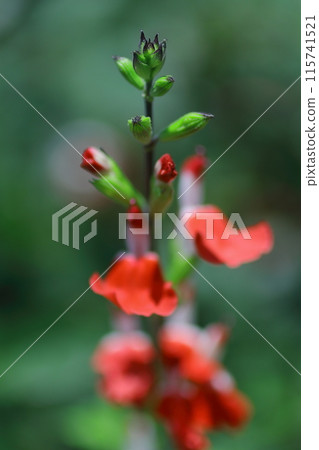 紅色丹參花 115741521