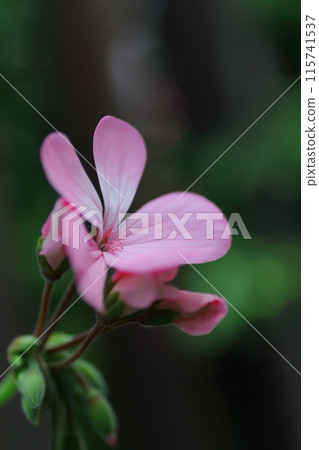 Pretty ivy geranium flowers Pretty ivy geranium flowers 115741537