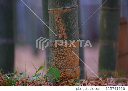 At Kyoto Rakusai Bamboo Forest Park At Kyoto Rakusai Bamboo Forest Park 115741630