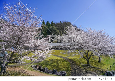 藍天背景下染井吉野櫻花盛開的景色 藍天背景下染井吉野櫻花盛開的景色 115741823