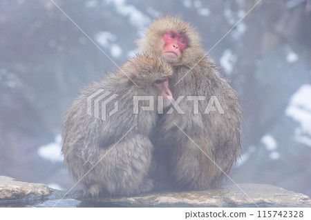 Jigokudani Monkey Park in winter Japanese macaques (snow monkeys) 115742328