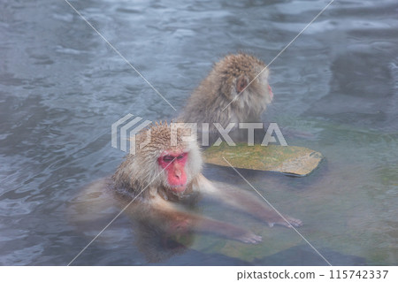 冬天的地獄谷雪猴公園 日本獼猴（雪猴） 115742337