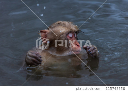 Jigokudani Monkey Park in winter Japanese macaques (snow monkeys) 115742358