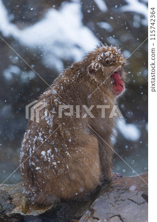 Jigokudani Monkey Park in winter Japanese macaques (snow monkeys) Jigokudani Monkey Park in winter Japanese macaques (snow monkeys) 115742364