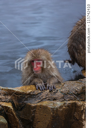 Jigokudani Monkey Park in winter Japanese macaques (snow monkeys) 115742410