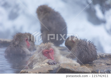 冬天的地獄谷雪猴公園 日本獼猴（雪猴） 115742411