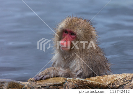 冬天的地獄谷雪猴公園 日本獼猴（雪猴） 115742412