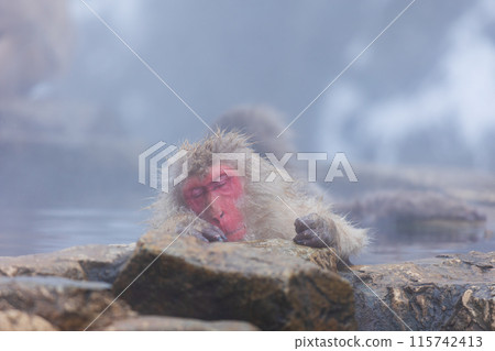 冬天的地獄谷雪猴公園 日本獼猴（雪猴） 115742413
