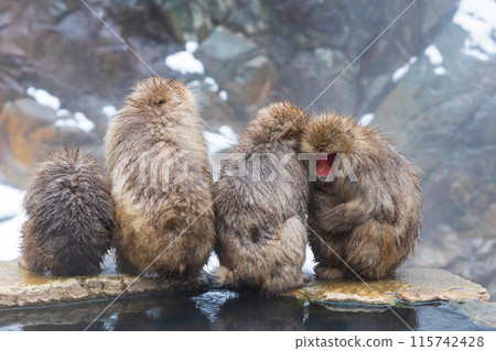 Jigokudani Monkey Park in winter Japanese macaques (snow monkeys) Jigokudani Monkey Park in winter Japanese macaques (snow monkeys) 115742428