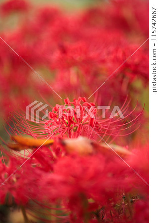 A cluster amaryllis that blooms on the bank A cluster amaryllis that blooms on the bank 115742667