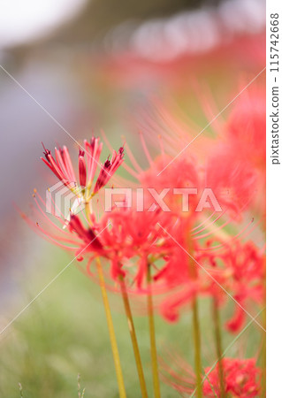A cluster amaryllis that blooms on the bank A cluster amaryllis that blooms on the bank 115742668
