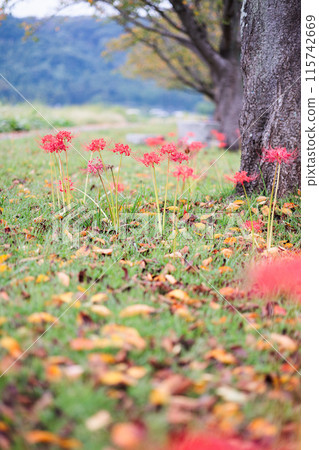 A cluster amaryllis that blooms on the bank A cluster amaryllis that blooms on the bank 115742669