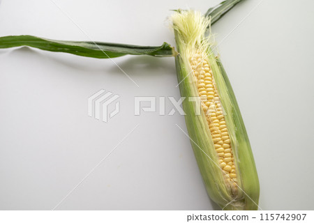 Freshly picked corn Freshly picked corn 115742907