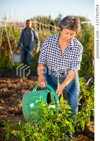 Mature woman gardener watering plants in garden Mature woman gardener watering plants in garden 115742954