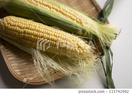 Freshly picked corn 115742992