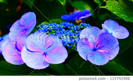 Hydrangeas blooming in the neighborhood Hydrangeas blooming in the neighborhood 115742998