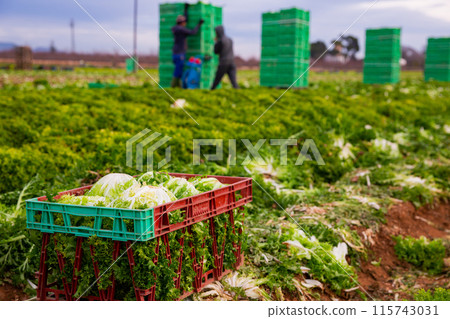 Fresh lettuce in boxes on plantation beds Fresh lettuce in boxes on plantation beds 115743031