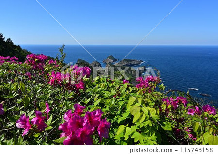 Azaleas in bloom, blue sea and blue sky Azaleas in bloom, blue sea and blue sky 115743158