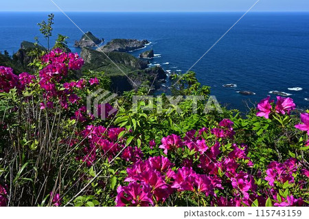 Azaleas in bloom, blue sea and blue sky Azaleas in bloom, blue sea and blue sky 115743159