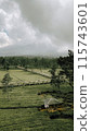 Spacious tea garden with a cool atmosphere. And a long bridge in the middle of a stretch of tea plantation. 115743601