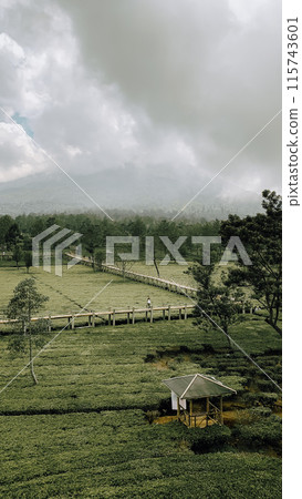 Spacious tea garden with a cool atmosphere. And a long bridge in the middle of a stretch of tea plantation. Spacious tea garden with a cool atmosphere. And a long bridge in the middle of a stretch of tea plantation. 115743601