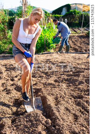 Young female gardener digging vegetable beds in home garden Young female gardener digging vegetable beds in home garden 115743625