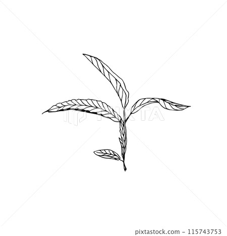Floral doodle elements hand drawn for logo or tatoo 115743753