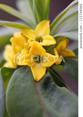 欽喬花的黃色花朵 115744060