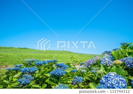 Blue hydrangea 115744312