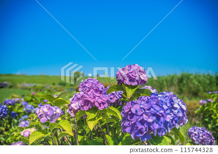 藍天上的繡球花 115744328