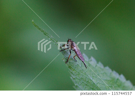 黑腹蒼蠅停在葉子上 黑腹蒼蠅停在葉子上 115744557