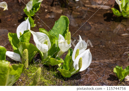 White bamboo flowers 115744756