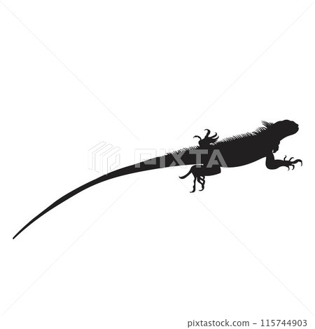 Lizard Silhouette  2 Lizard Silhouette  2 115744903