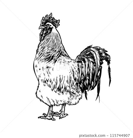 Chicken or hen drawn in vintage engraving style Chicken or hen drawn in vintage engraving style 115744907