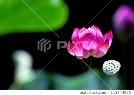 lotus flower, pure flower 115744930