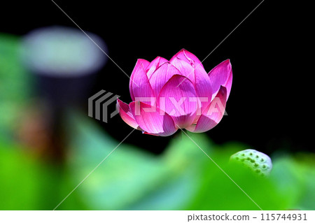 lotus flower, pure flower lotus flower, pure flower 115744931