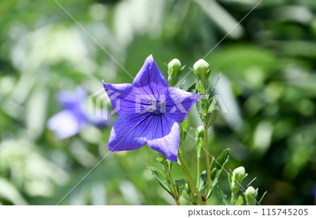 Powered by Translate Powered by Translate 115745205