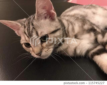 Sleepy-eyed American Shorthair (kitten) Sleepy-eyed American Shorthair (kitten) 115745227
