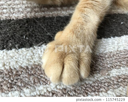 Mischievous cat with cute paws Mischievous cat with cute paws 115745229