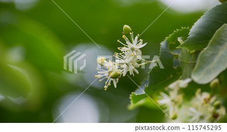 Blooming lime or linden tree with soft white flowers and green leaves 115745295