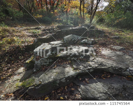 落葉滿地的山路,有秋天的感覺 落葉滿地的山路,有秋天的感覺 115745564
