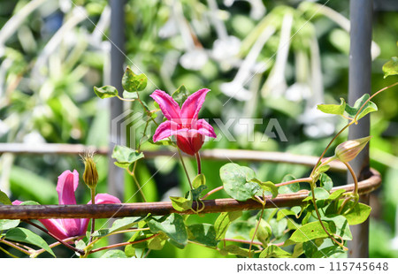 鐵線蓮“戴安娜王妃” 115745648