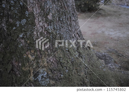 新鮮的綠色樹根和苔蘚坐落在森林、山脈和公園中 115745802