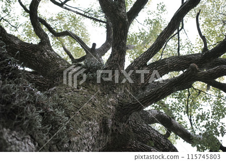 仰望森林、山脈和公園中的新鮮綠樹 115745803