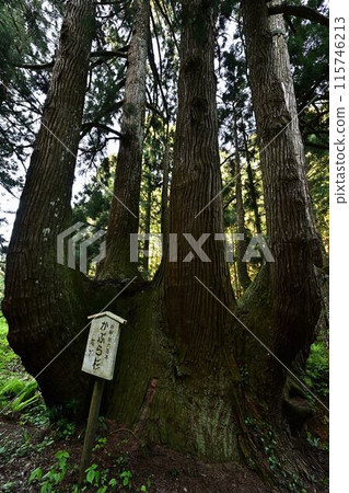隱岐島的蕪菁杉 隱岐島的蕪菁杉 115746213