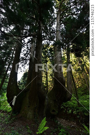 隱岐島的蕪菁杉 115746215