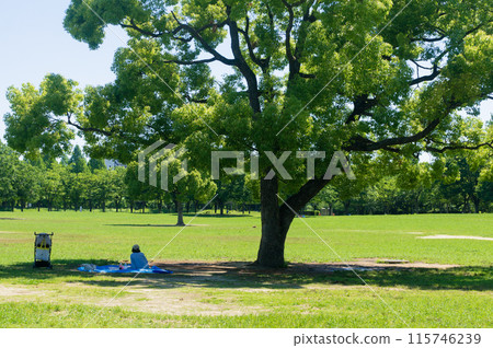 Fresh greenery and trees 115746239