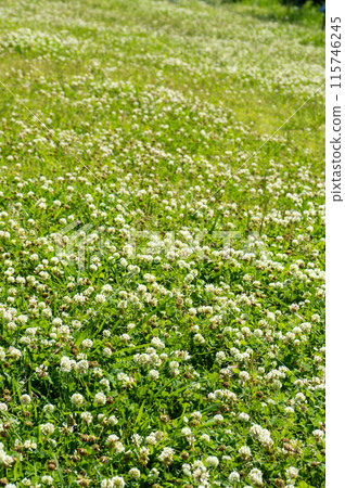 White Clover White Clover 115746245