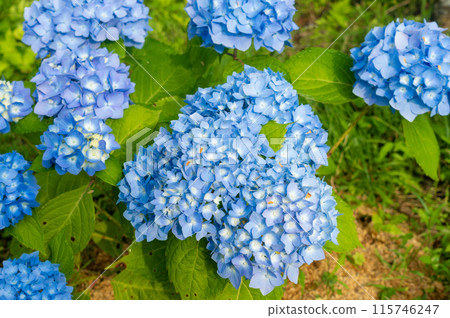 Hydrangea Kirishima's Blessing Hydrangea Kirishima's Blessing 115746247