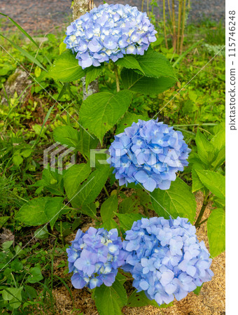 Hydrangea Kirishima's Blessing 115746248